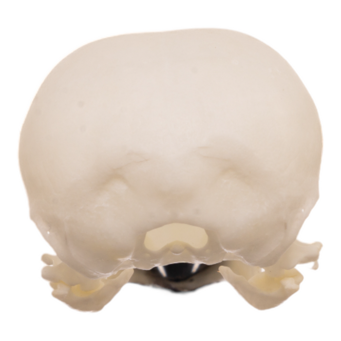 Real Magpie Skull