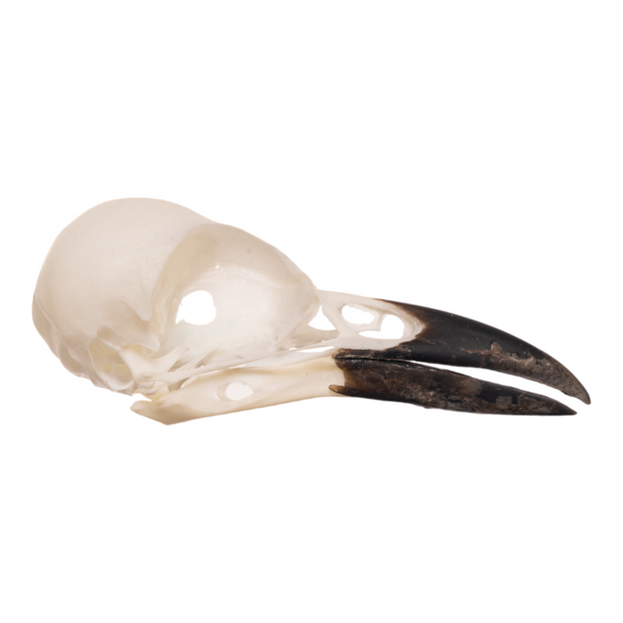 Real Magpie Skull