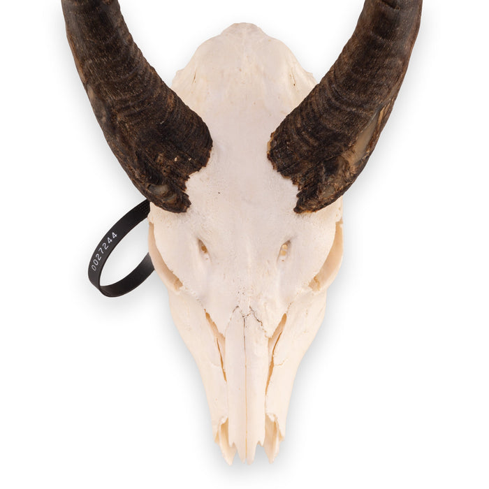 Real Bushbuck Skull