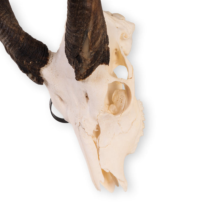 Real Bushbuck Skull