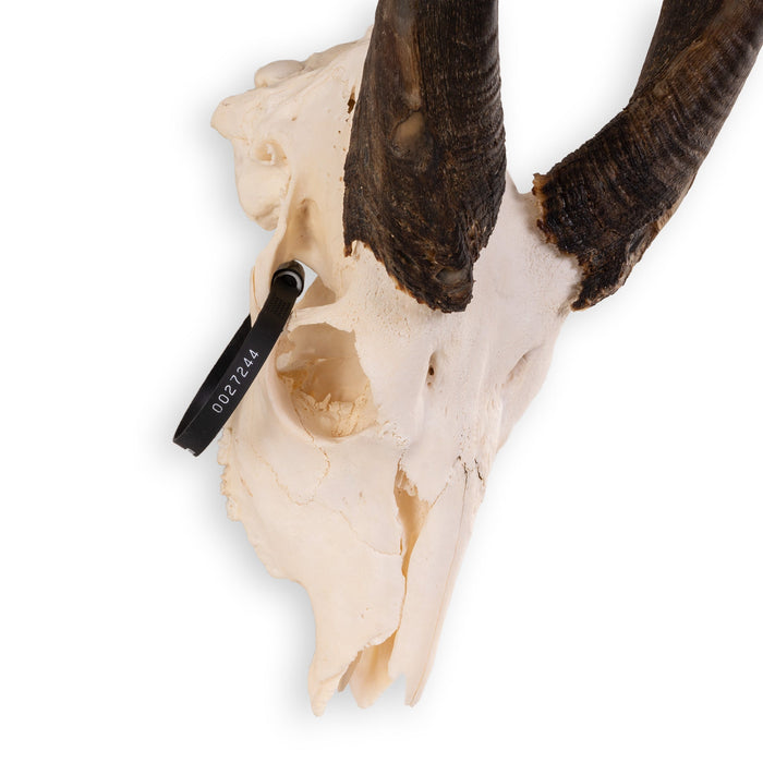 Real Bushbuck Skull