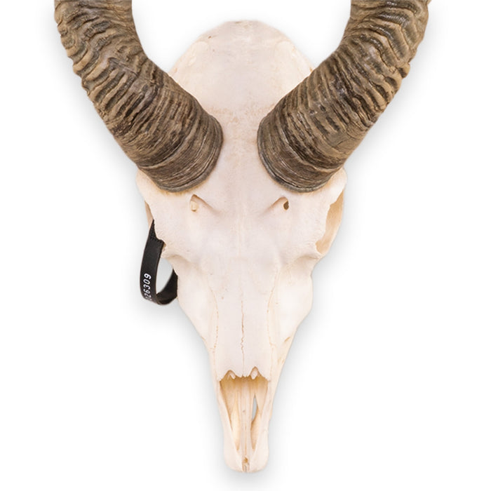 Real Blackbuck Skull With Mandible