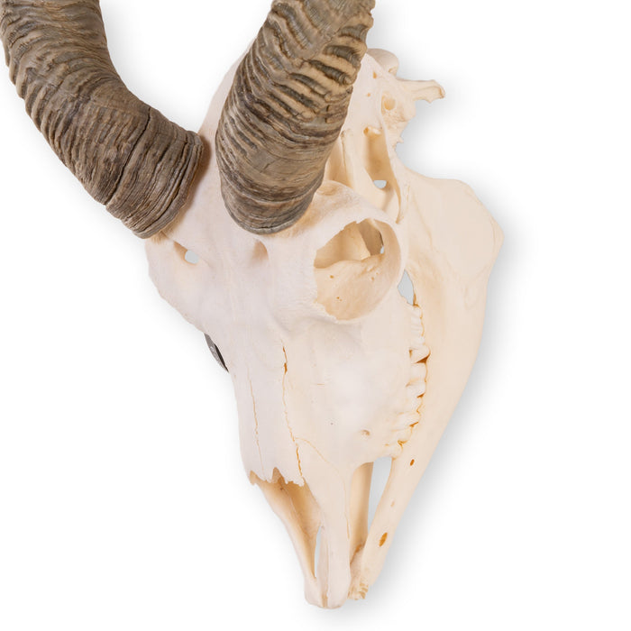 Real Blackbuck Skull With Mandible