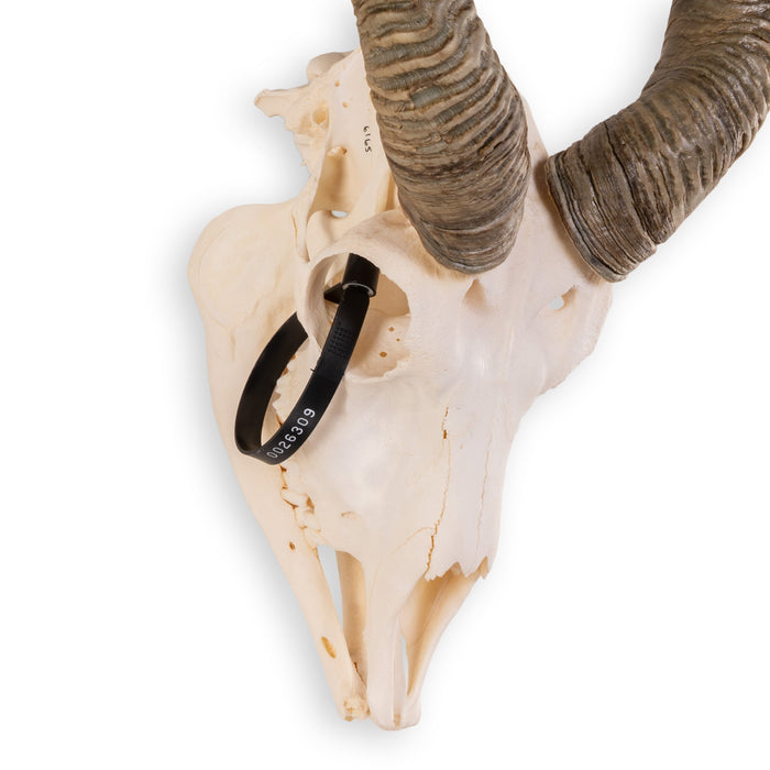 Real Blackbuck Skull With Mandible
