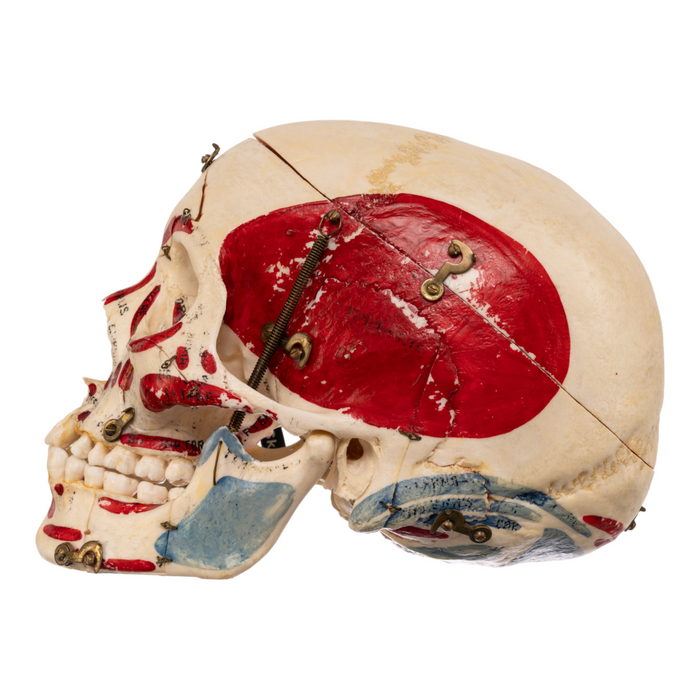 Real Human Skull - Painted and Dissected OK-26448