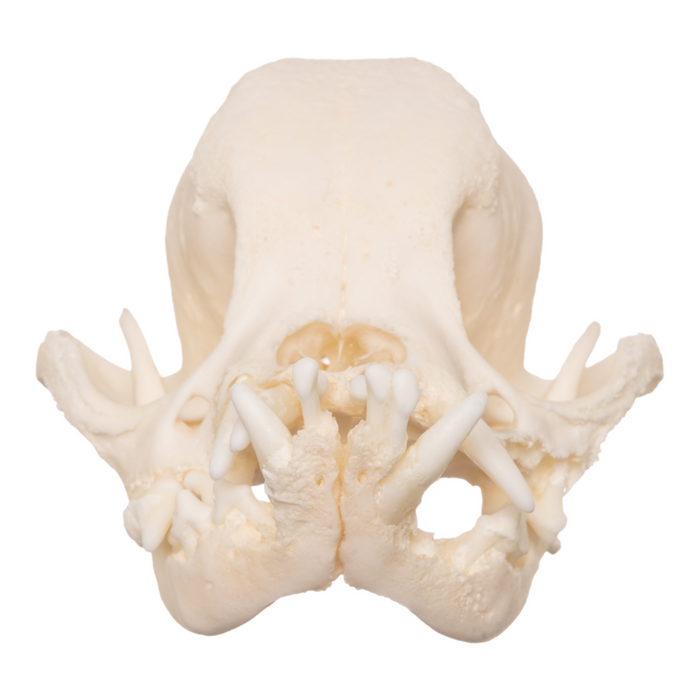 Real Domestic Dog Skull - Pug  OK-28337