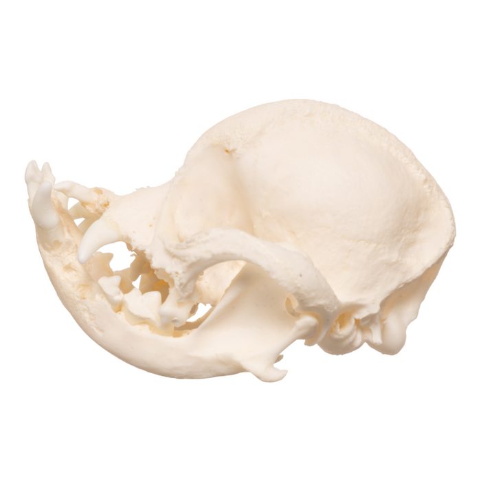 Real Domestic Dog Skull - Pug  OK-28337