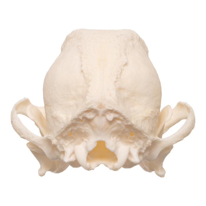 Real Domestic Dog Skull - Pug  OK-28337