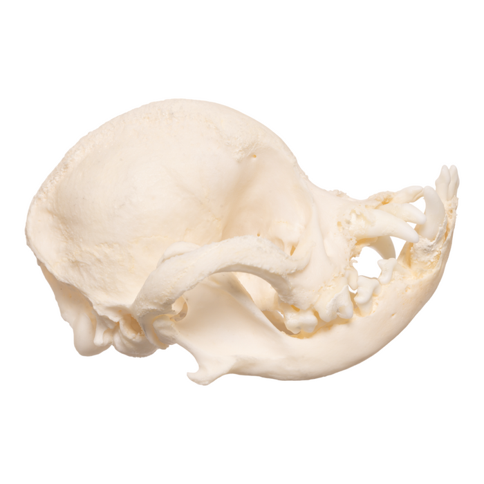 Real Domestic Dog Skull - Pug  OK-28337