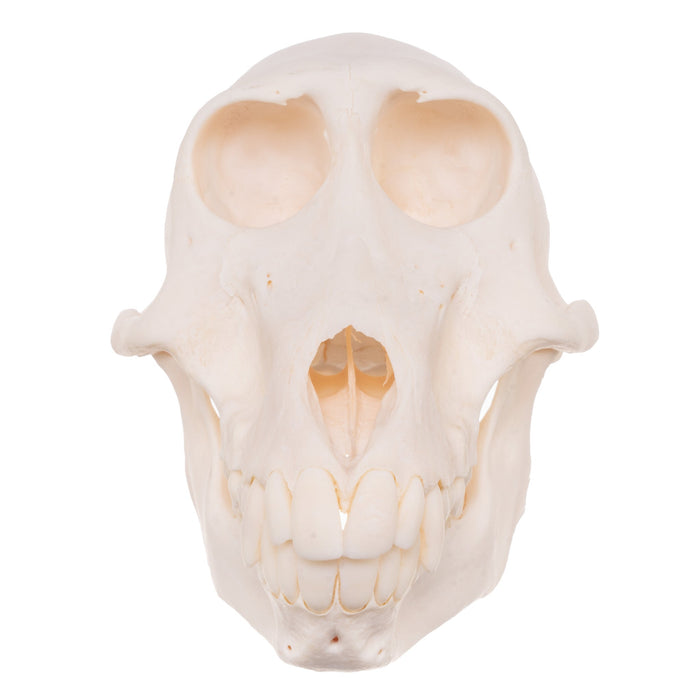 Real Chacma Baboon Skull - Female
