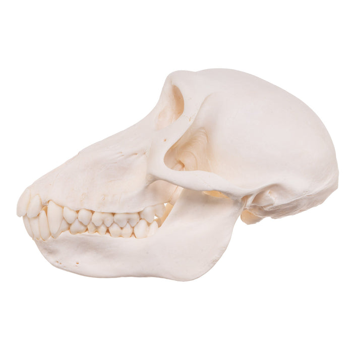 Real Chacma Baboon Skull - Female