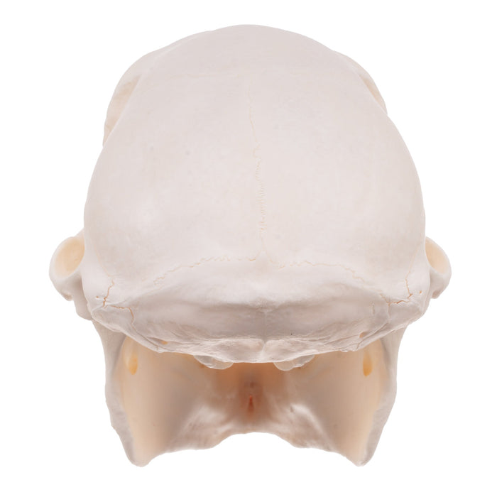 Real Chacma Baboon Skull - Female