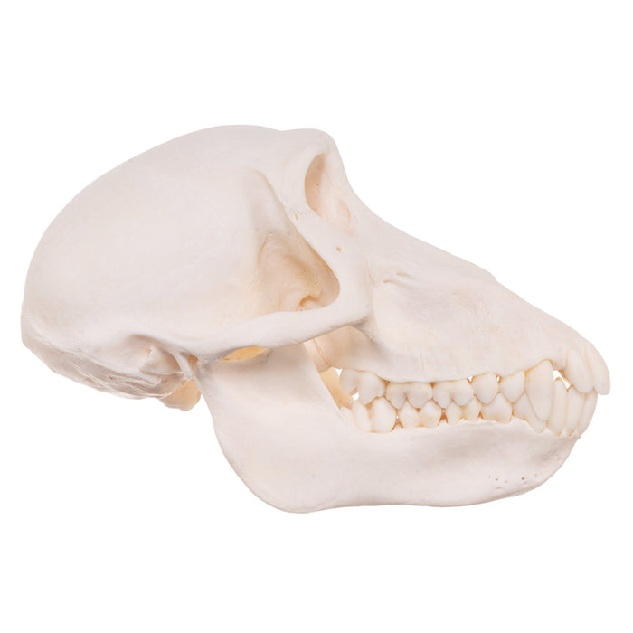Real Chacma Baboon Skull - Female