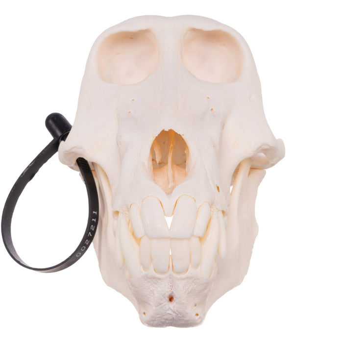 Real Chacma Baboon Skull - Adolescent Male