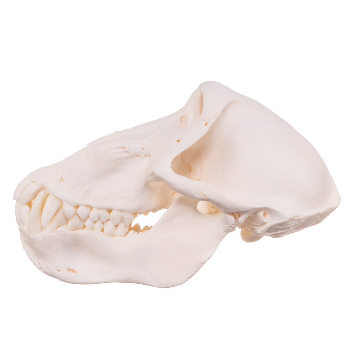 Real Chacma Baboon Skull - Adolescent Male