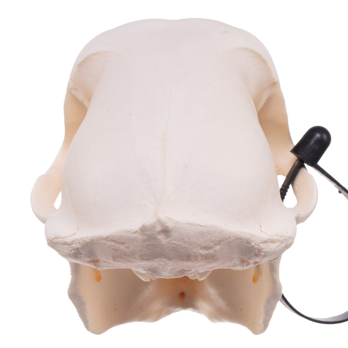Real Chacma Baboon Skull - Adolescent Male