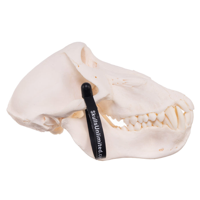 Real Chacma Baboon Skull - Adolescent Male