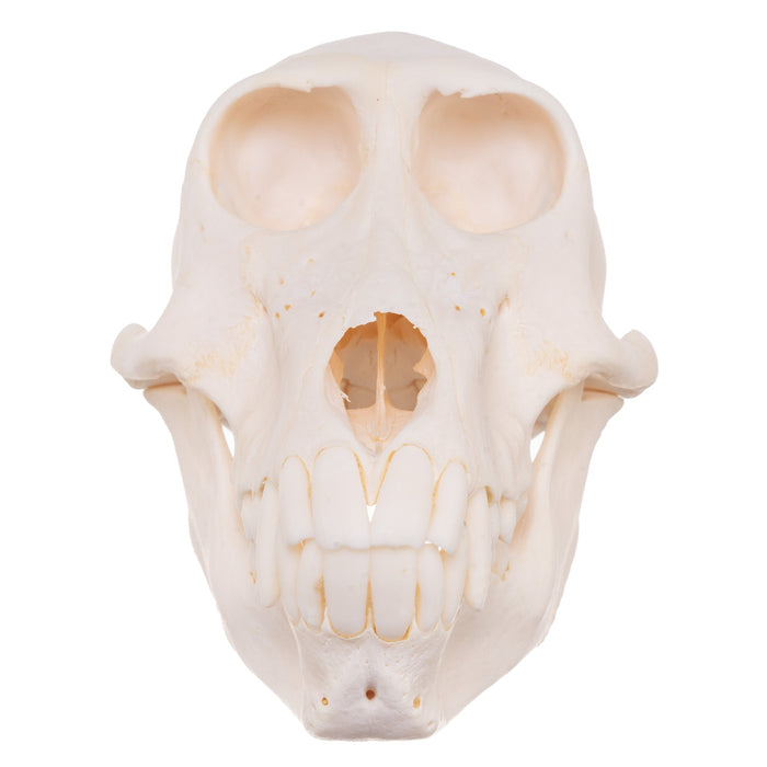 Real Chacma Baboon Skull - Female