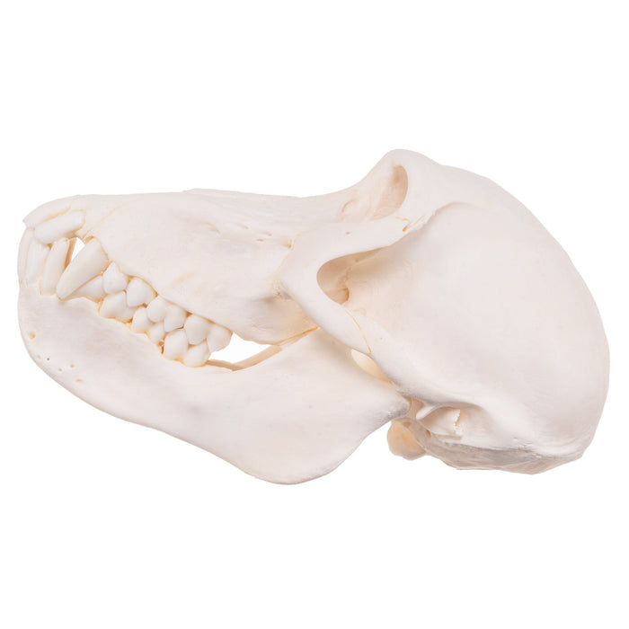 Real Chacma Baboon Skull - Female