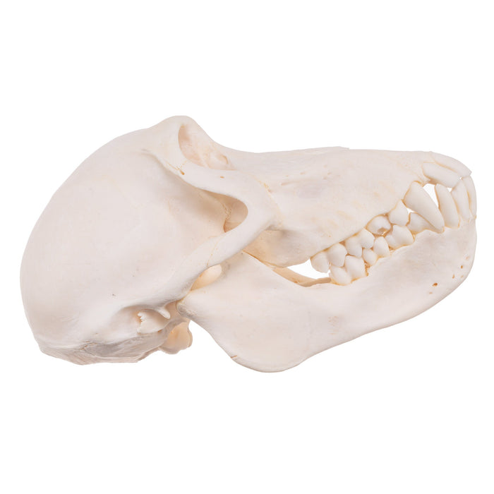 Real Chacma Baboon Skull - Female