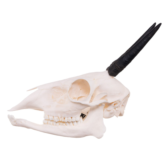 Real Common Duiker Skull