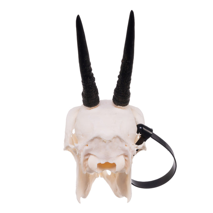 Real Common Duiker Skull