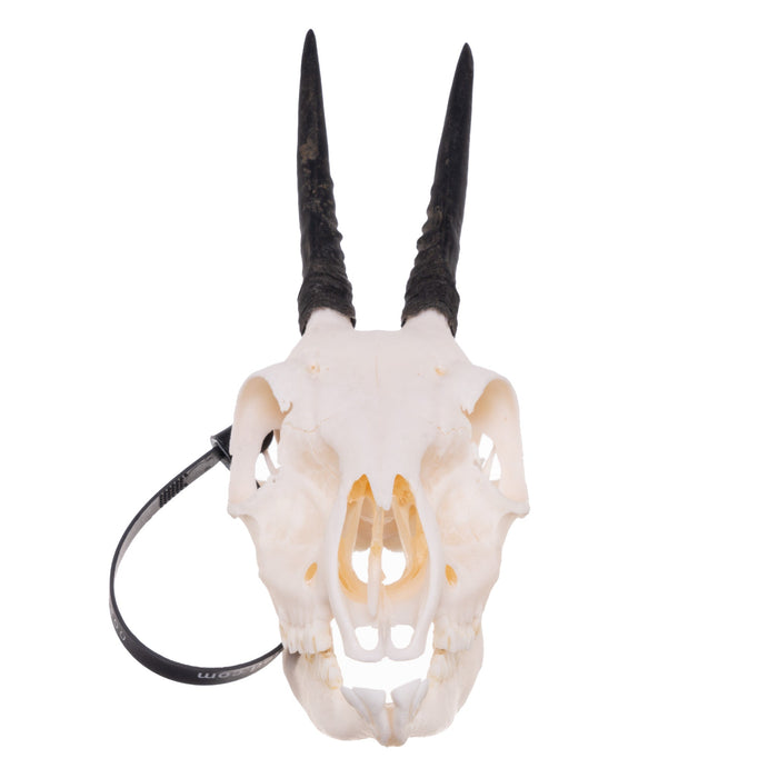Real Common Duiker Skull