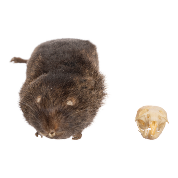 Real Red-backed Vole Study Skin