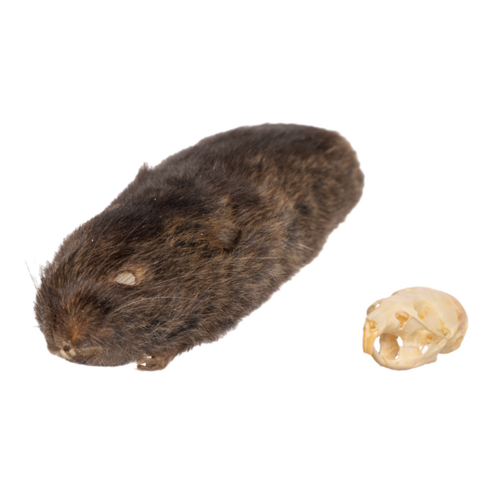 Real Red-backed Vole Study Skin JJV-13160