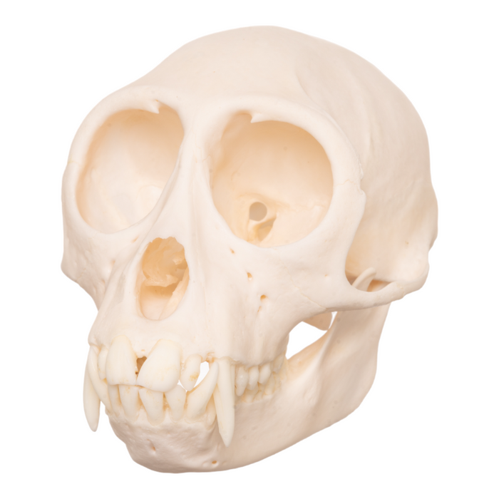 Real Moustached Guenon Skull - Male