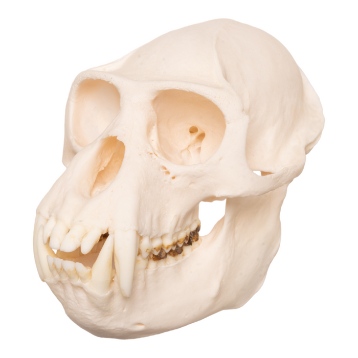 Real Colobus Guereza Skull - Male