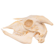 Real Domestic Goat Skull - Adolescent