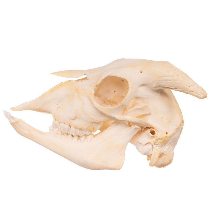 Real Domestic Goat Skull - Adolescent