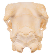 Real Domestic Goat Skull - Adolescent
