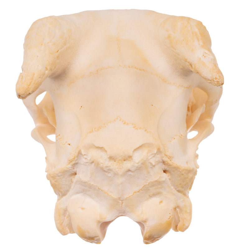 Real Domestic Goat Skull - Adolescent