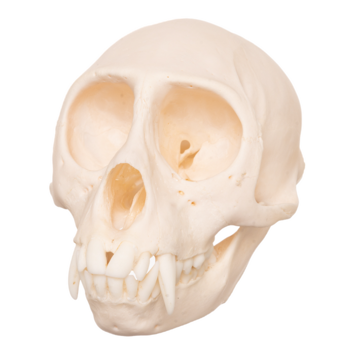 Real Tantalus Monkey Skull