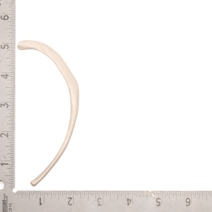 Replica Human Rib For Sale — Skulls Unlimited International, Inc.