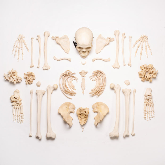 Real Human Skeleton OK-26743