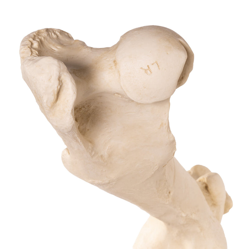 Replica Horse Hindlimb