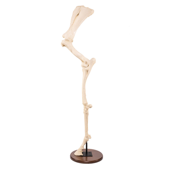 Replica Horse Forelimb on Base