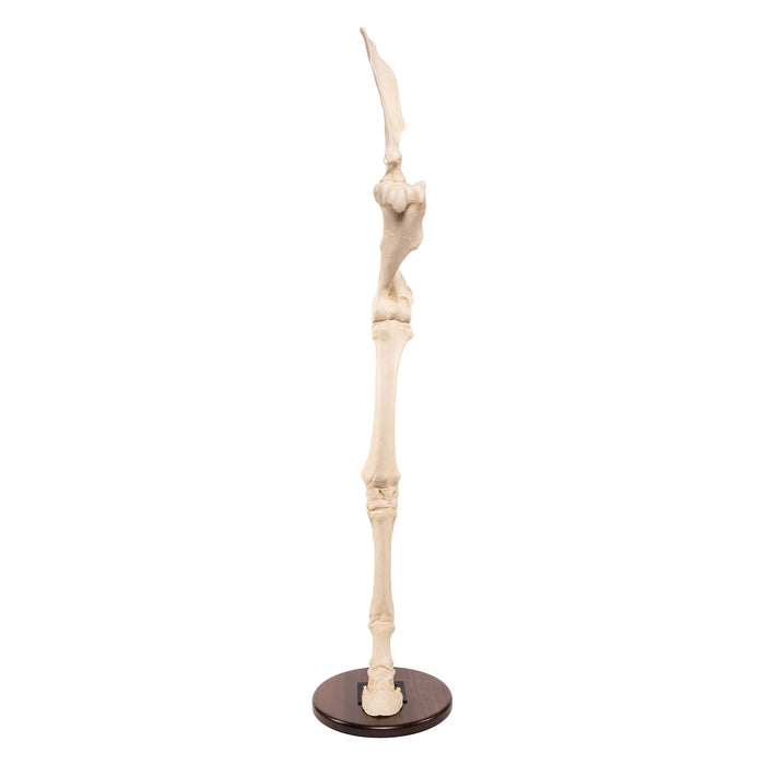 Replica Horse Forelimb on Base