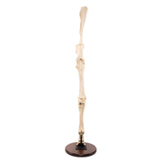 Replica Horse Forelimb