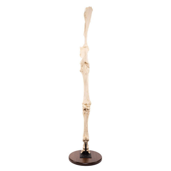 Replica Horse Forelimb on Base