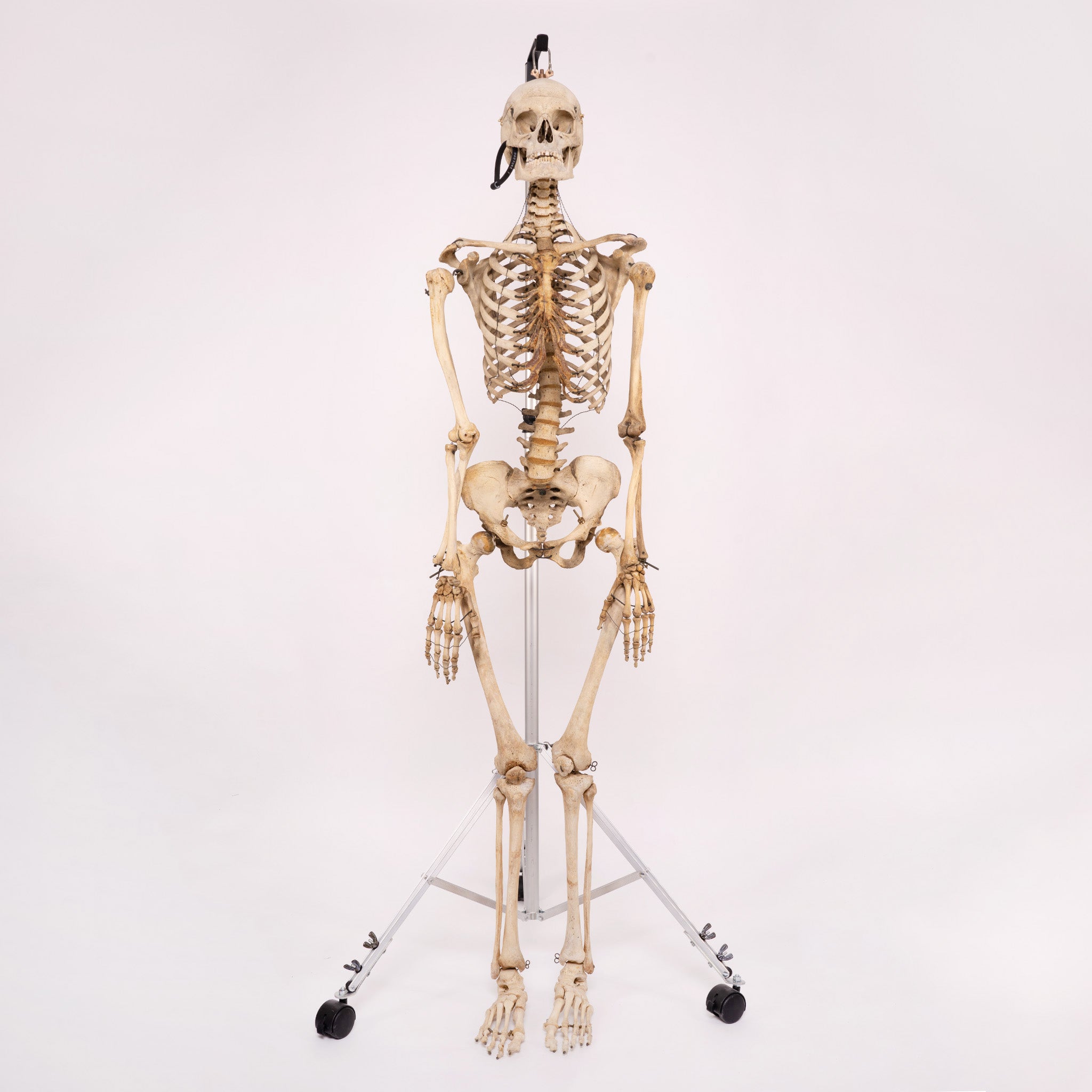 Real Human Skeleton Model