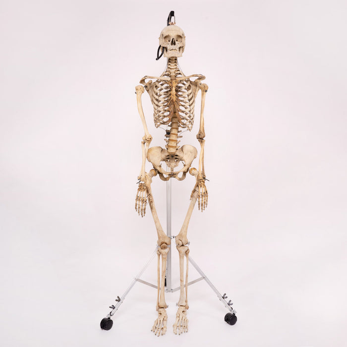 Real Human Skeleton - Articulated