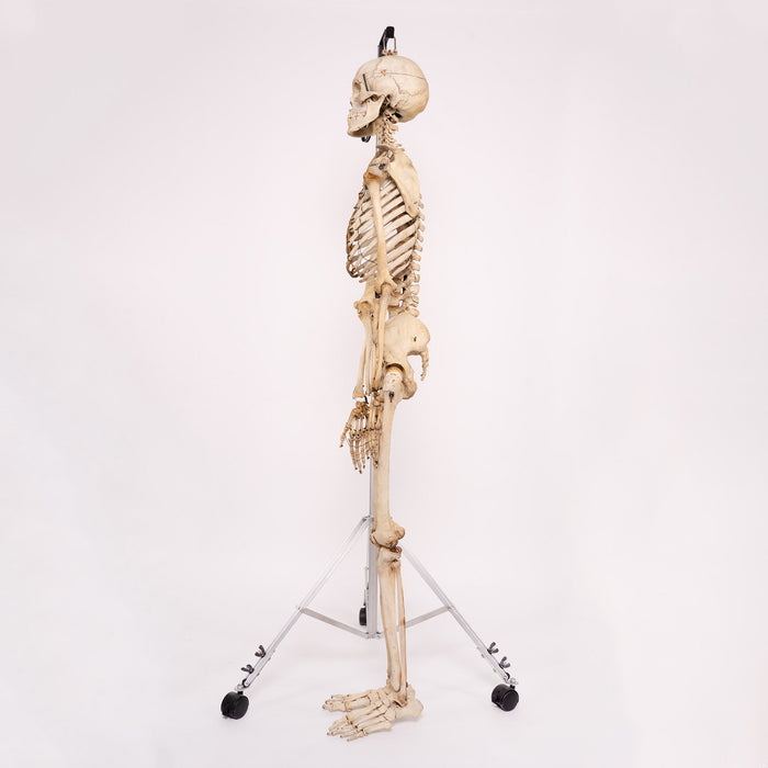 Real Human Skeleton - Articulated