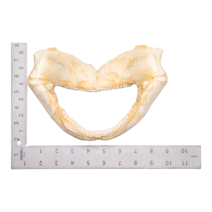 Real Tawny Nurse Shark Jaw - Large