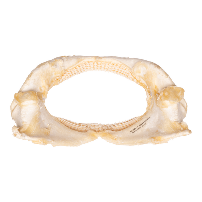 Real Tawny Nurse Shark Jaw - Large