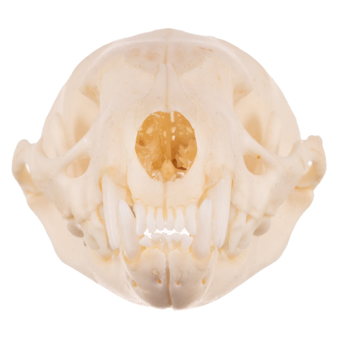 Real Ferret Skull - Adolescent