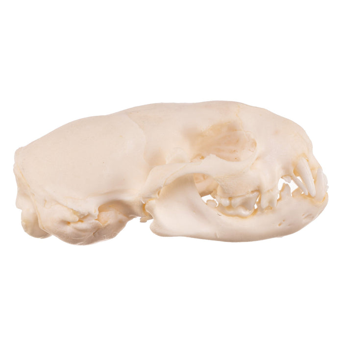 Real Ferret Skull - Adolescent